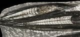 Polished Orthoceras (Cephalopod) Plate - #47988-1